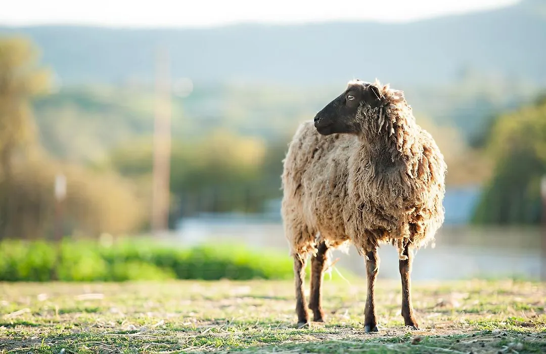 Reves De Moutons-1