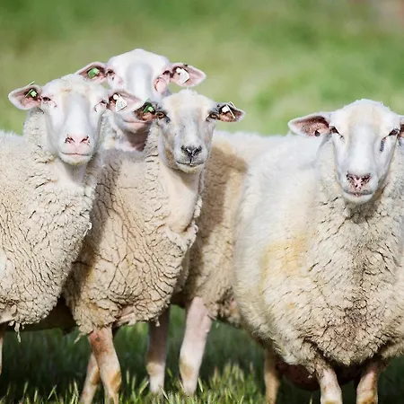 Reves De Moutons-2